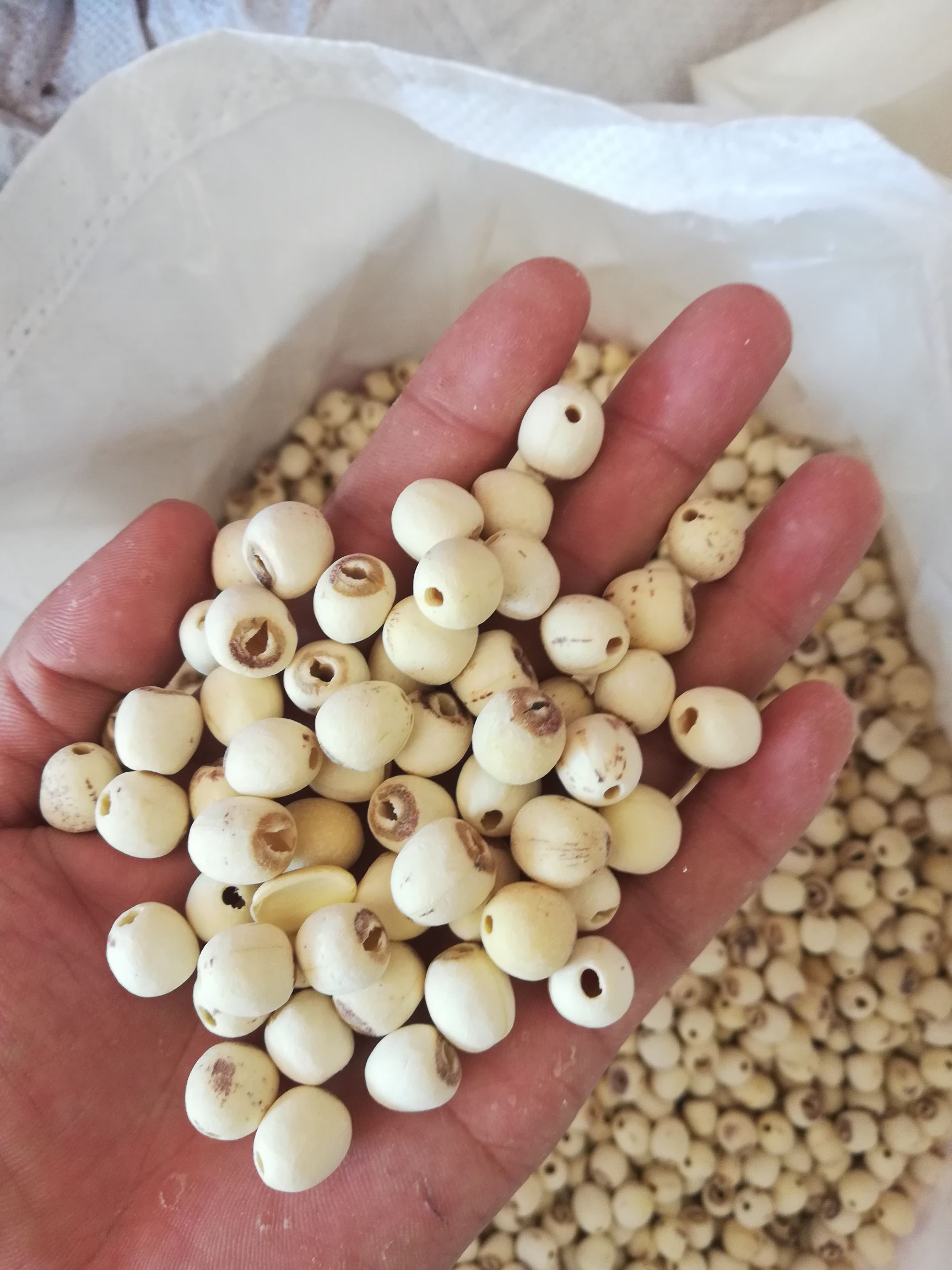 白莲子 磨皮去芯湘莲 去芯率高 自家工厂直销 特大1号白莲