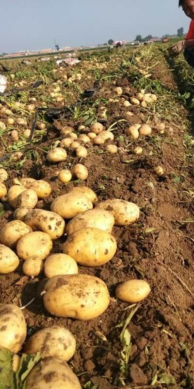 荷兰15  荷兰十五，新土豆，
黄心v7，西深6号，3两以上