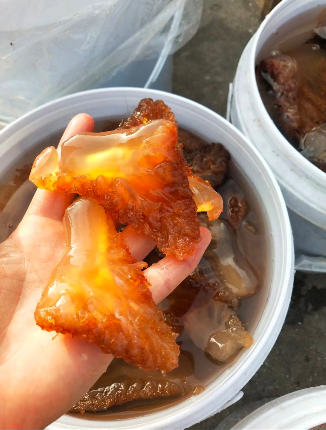 海蜇头，大量新货，清脆可口，桶装，一件也是批发价，不包邮