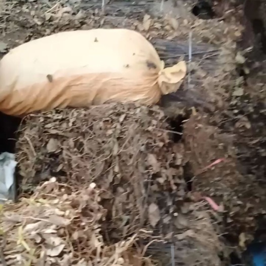 连山县草珊瑚  干货