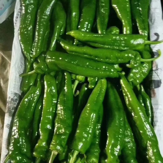 夏邑县牛角椒，大棚种植，毛皮靓，个头顺直