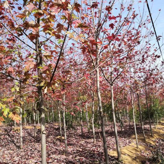 西平县美国红枫 基地大量供应，诚信可靠，真实