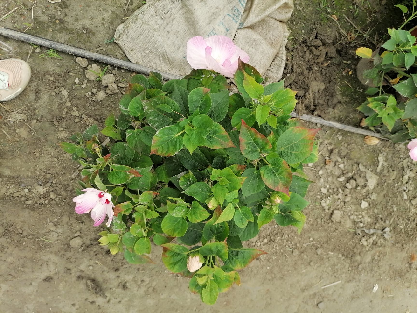 红芙蓉 芙蓉菊双色杯出售，红色粉色的芙蓉菊，四川成都货源，私聊议价哦