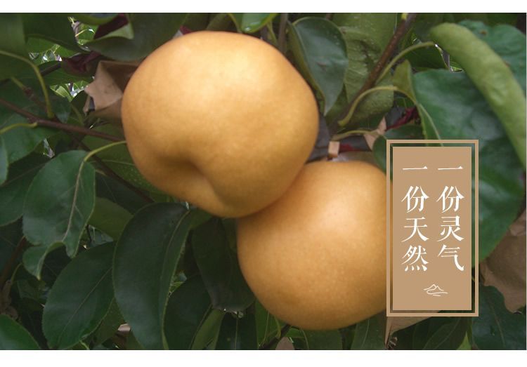  金秋梨