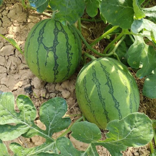 常山县蜜童西瓜 无籽 红色 花皮