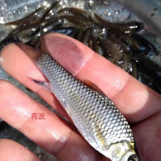 热销清波鱼苗  青波鱼苗又名中华倒刺肥 产量好效益高货到付款