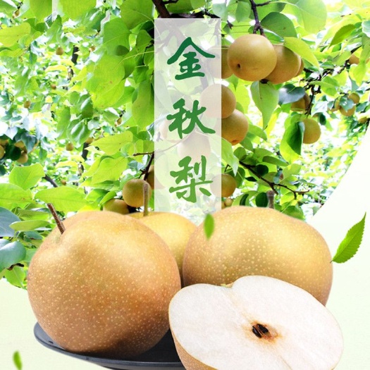  金秋梨