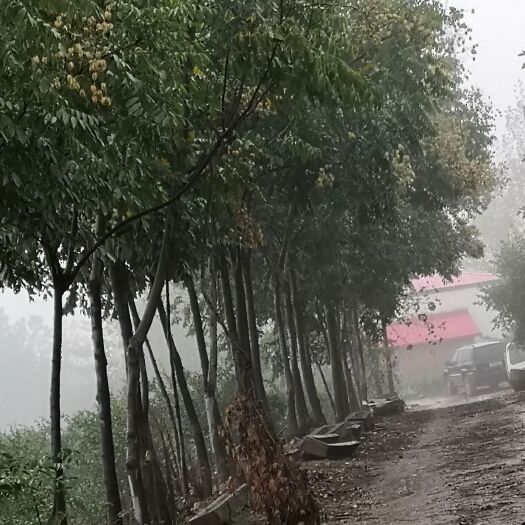 西平县普通栾树  栾树，基地供应，真实可靠