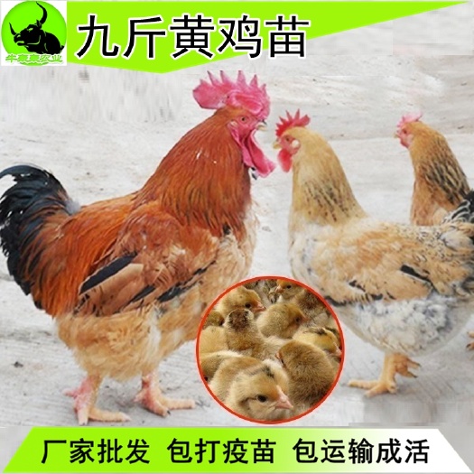 六盘水 优质苗K9鸡苗 882鸡苗 快大型麻黄肉鸡 新广901鸡苗