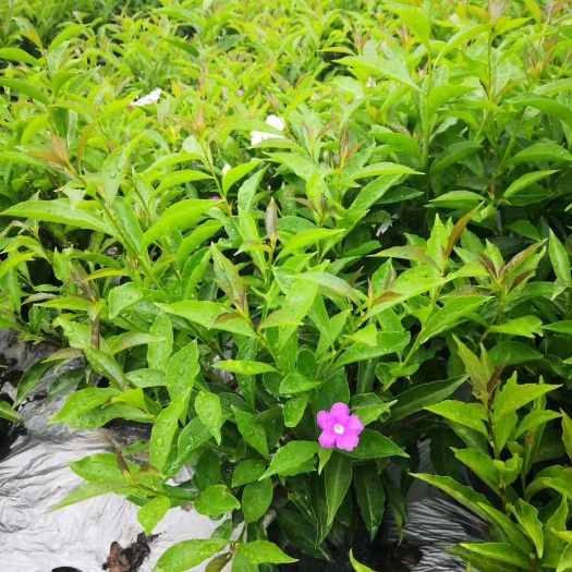 成都成都批发双色茉莉杯苗 双色茉莉基地直销 一手货源