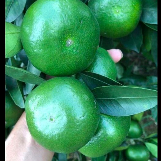 蜜桔 青皮蜜橘