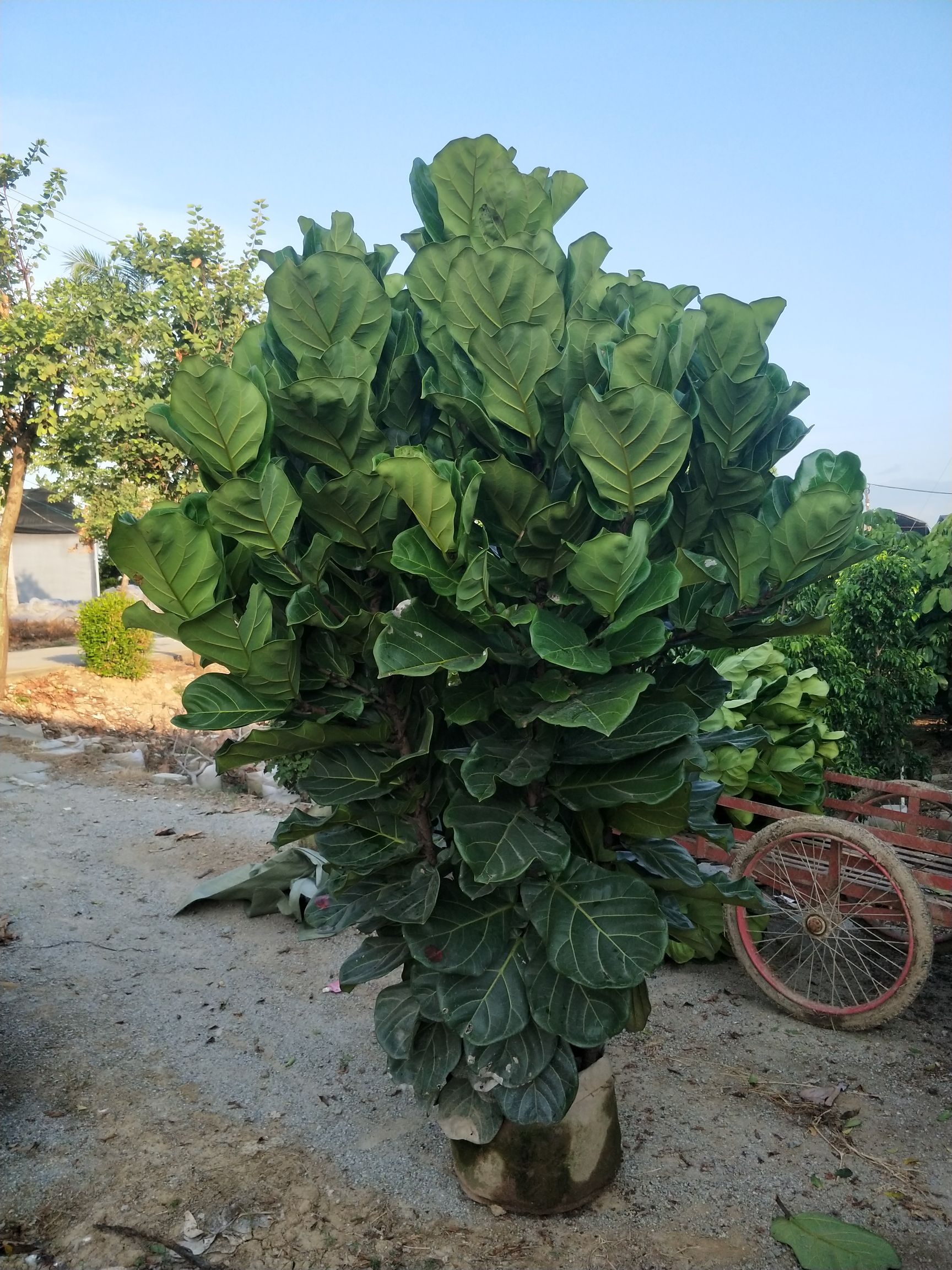 琴叶榕盆栽 琴叶榕