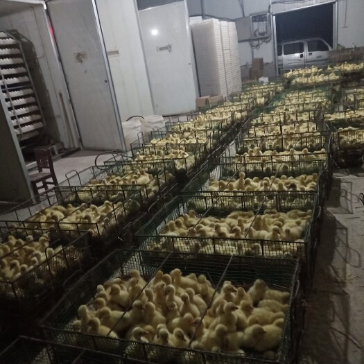 原阳县 常年出售大品种鹅苗  厂家直发  包防疫 包运输 包客户满意