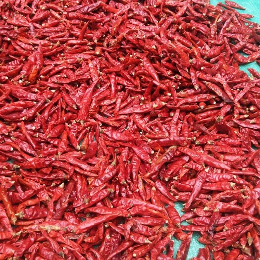 瑞丽市 大量批发干辣椒