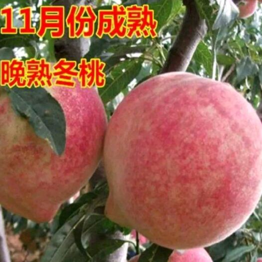 平邑县【现挖现发】精品冬桃苗.包品种.产地直销包邮