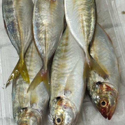 北海冷冻黄尾鱼 北海黄尾，便宜过青菜