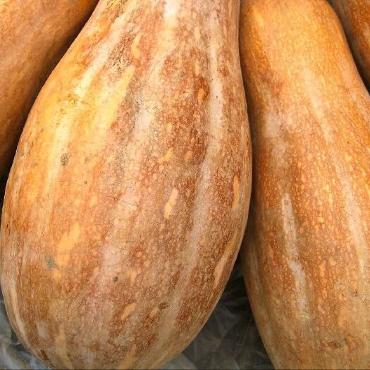 重庆市丰甜蜜本  蜜本南瓜 老南瓜 南瓜