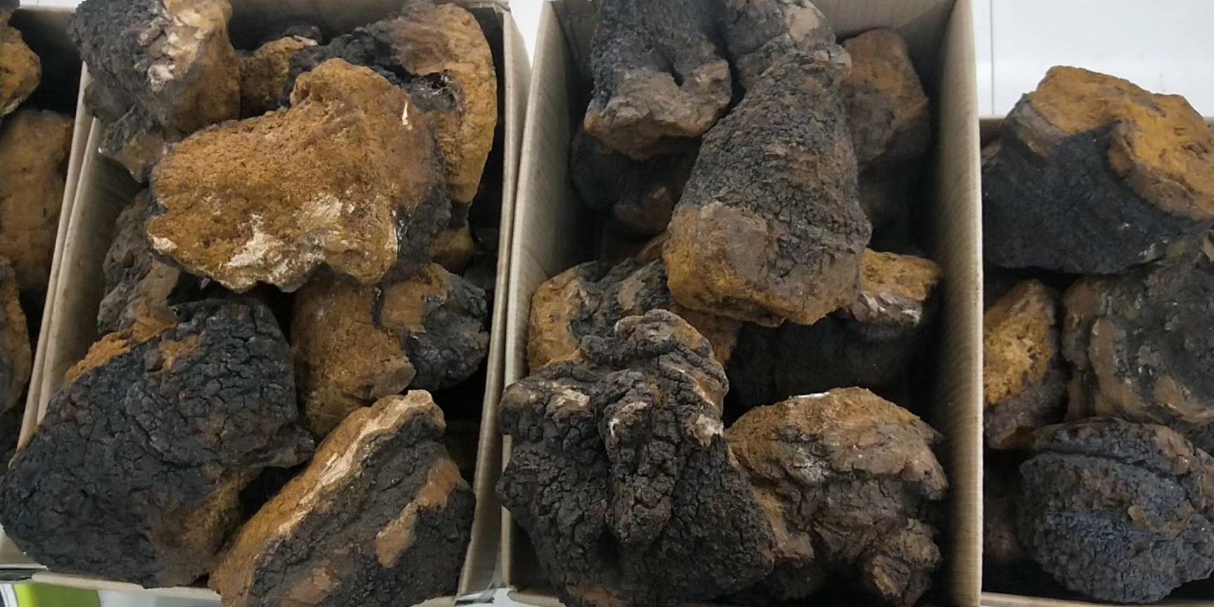 桦树茸  桦树茸产地大货