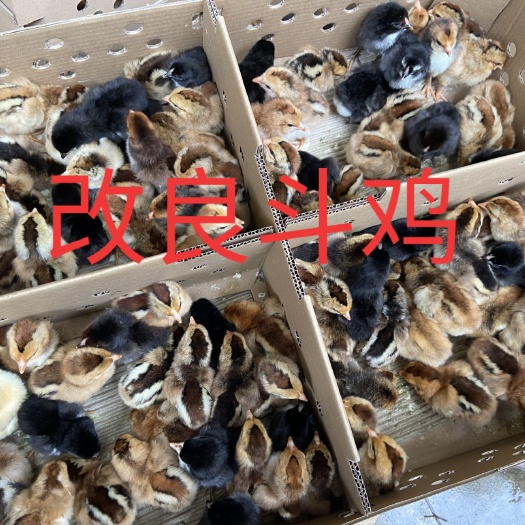 南宁杂交斗鸡苗 杂交斗鸡，请联系