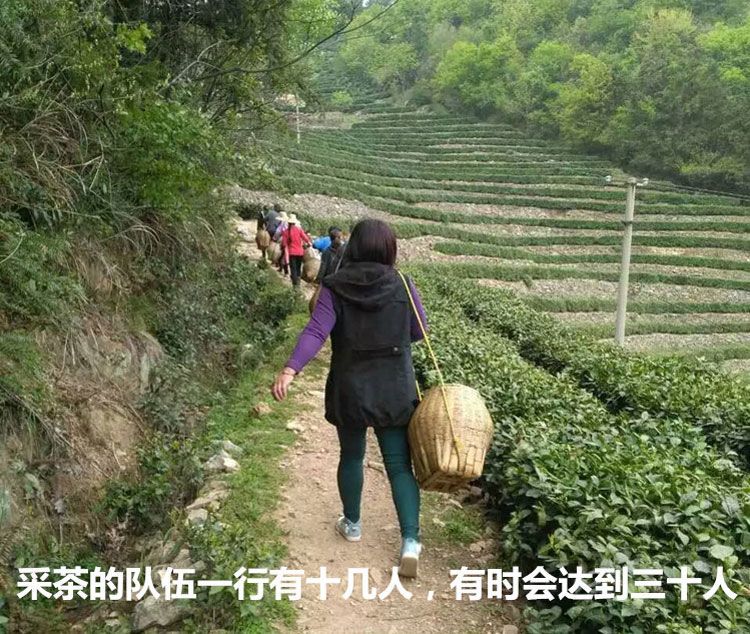  霍山黄芽2020新茶特级明前春茶散装高山茶耐泡500g礼盒装