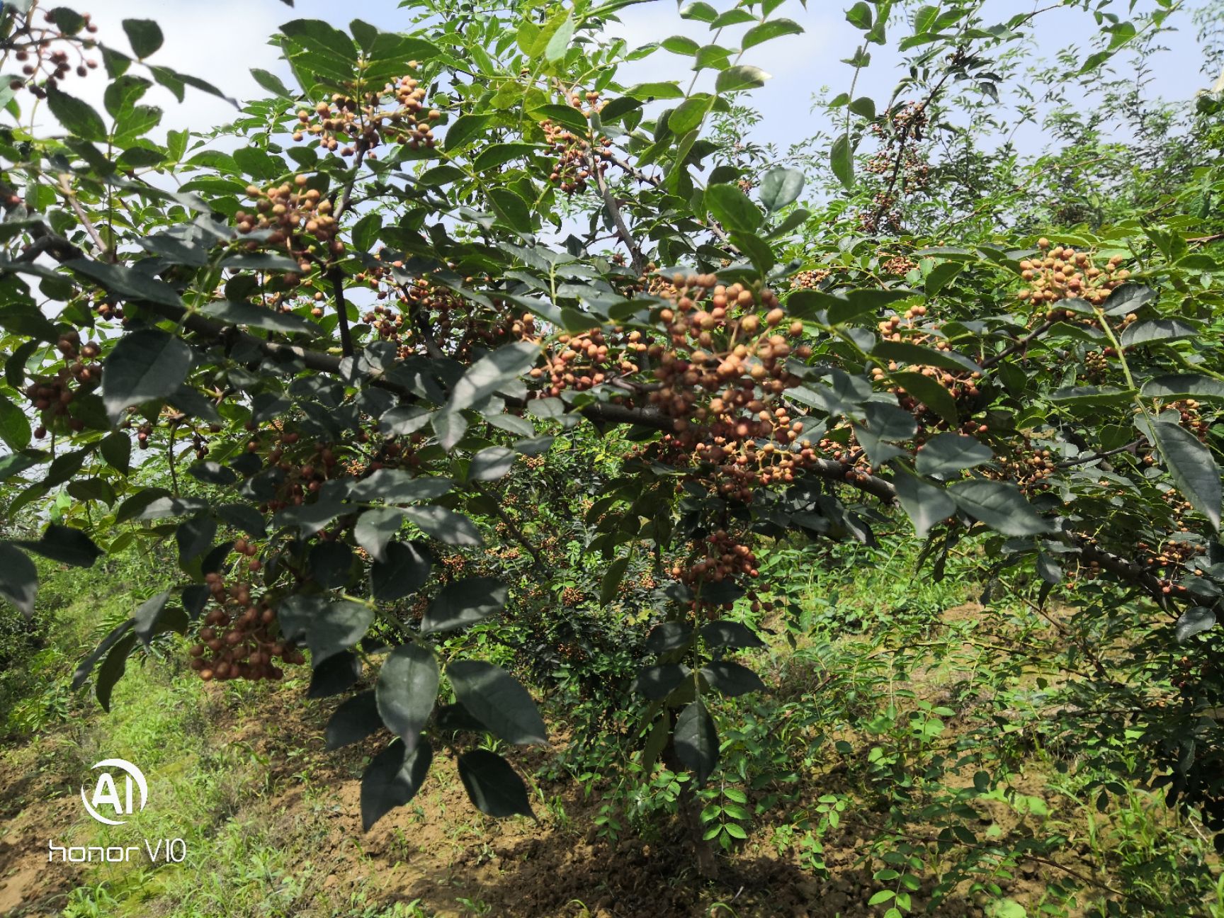  陕西农家自产新鲜花椒非常好的花椒只要你来价格公道代办勿扰