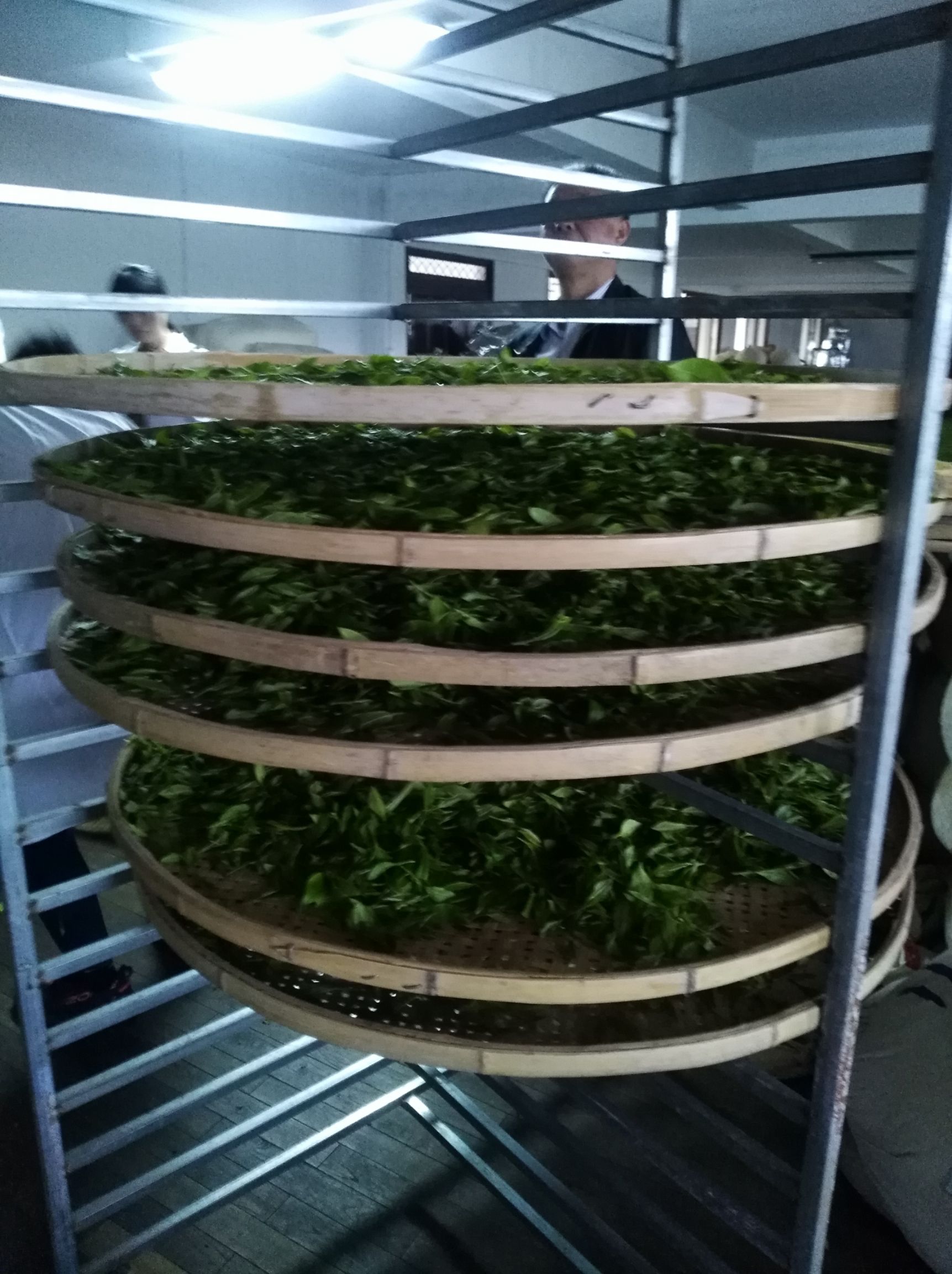 安化黑茶 3年以上