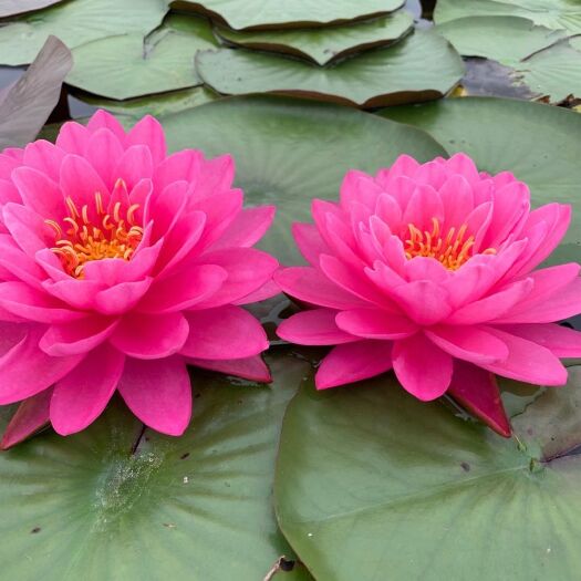 安新县睡莲苗    精品    五颜六色     花色清香迷人