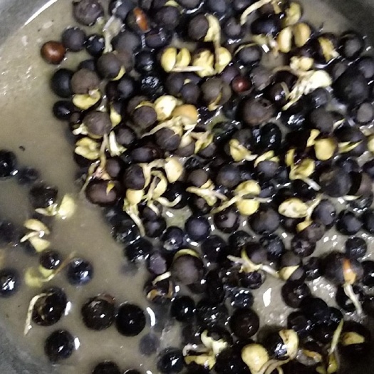 小茶籽  福建福鼎白茶种子茶叶茶仔茶果落地果，用于种植发芽。