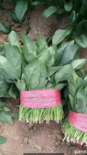 大叶菠菜  山东惠民万亩优质菠菜种植基地，质优价廉，保质保量