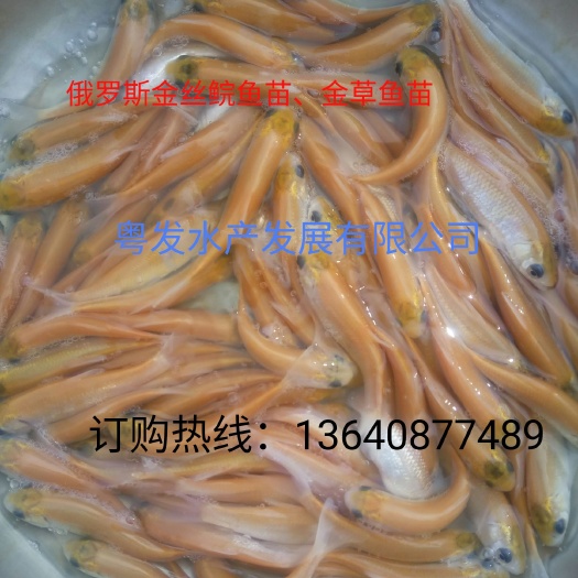 广州金草鱼苗  金丝鲩鱼苗