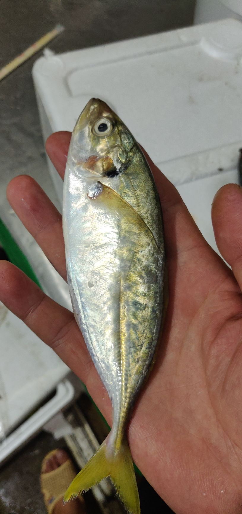 冷冻黄尾鱼 北海黄尾，便宜过青菜