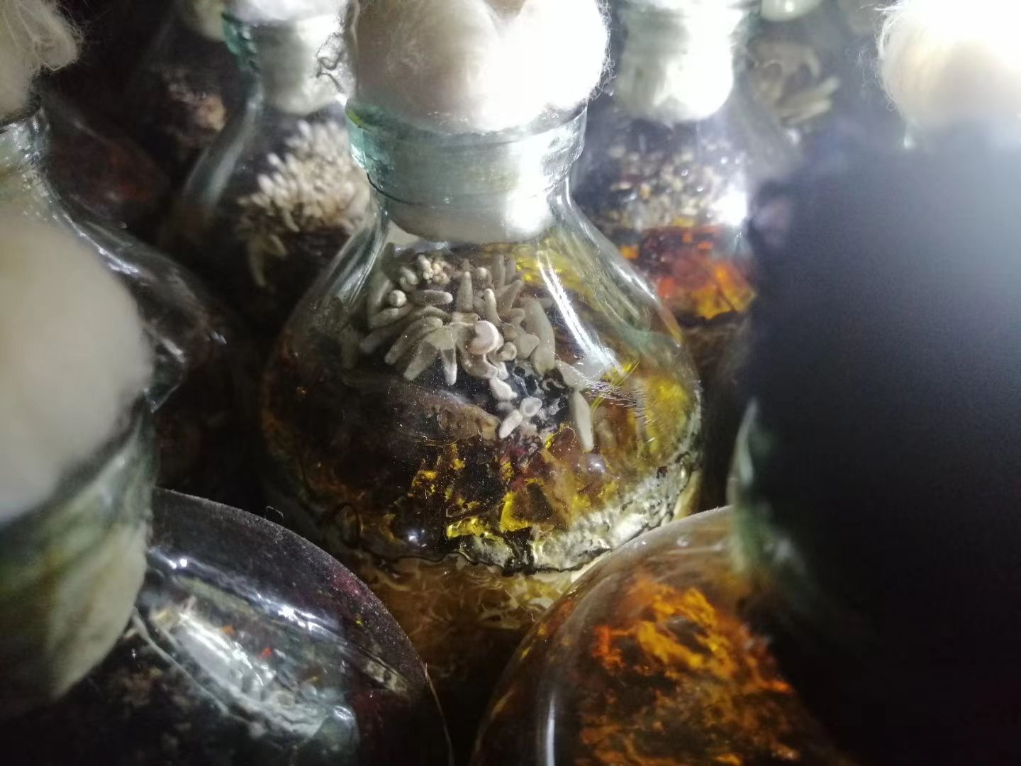天麻种子 工厂供应天麻密环菌，萌发菌菌种乌红杂交天麻种