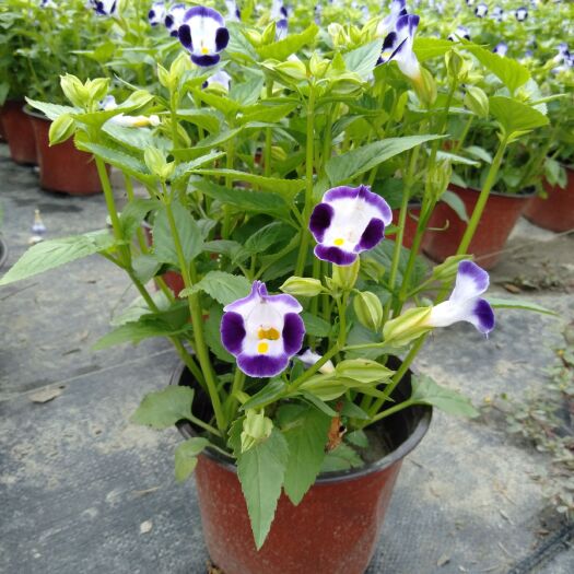 成都红花木槿 夏槿杯苗，夏槿工程苗，夏瑾基地批发
