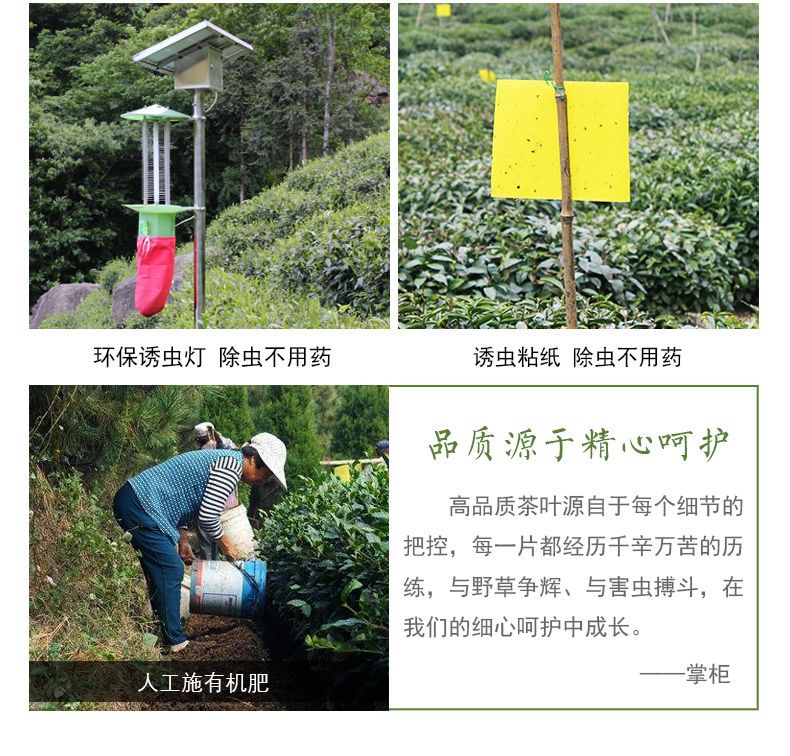  两罐共1斤六安瓜片绿茶2020新茶礼盒特级安徽散装茶500g