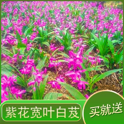 西安紫花白芨苗  白芨苗    白芨种苗   中药材苗基地直发各种规格