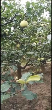 宁陵县 宁陵酥梨口干好量大已上市