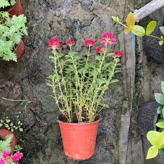 成都 美女樱，美女樱杯苗，美女樱基地直销