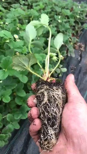 泰安 红颜草莓苗品种纯正