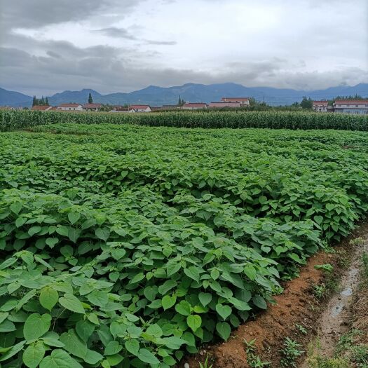 汉中毛叶山桐子苗  这是2020年的毛叶山桐子树苗归格多样，有一年的两年的和三年
