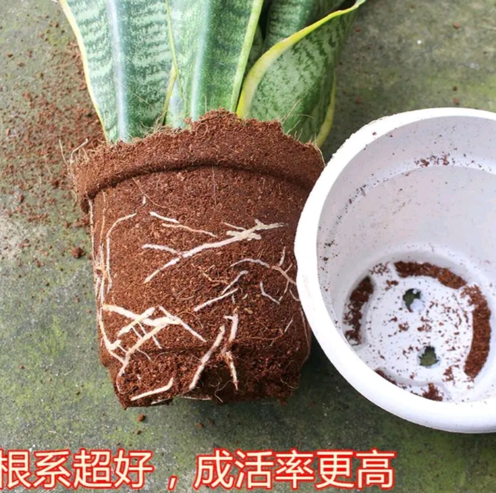 虎皮兰  盆栽 防辐射 吸甲醛室内净化空气 四季长青虎包邮