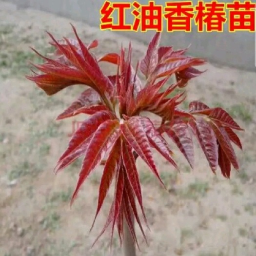 平邑县红油香椿苗  【现挖现发】沂蒙山四季红油香椿树苗、产地直销、包邮