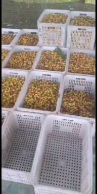  大量马牙枣以上市，口感好，价格低
