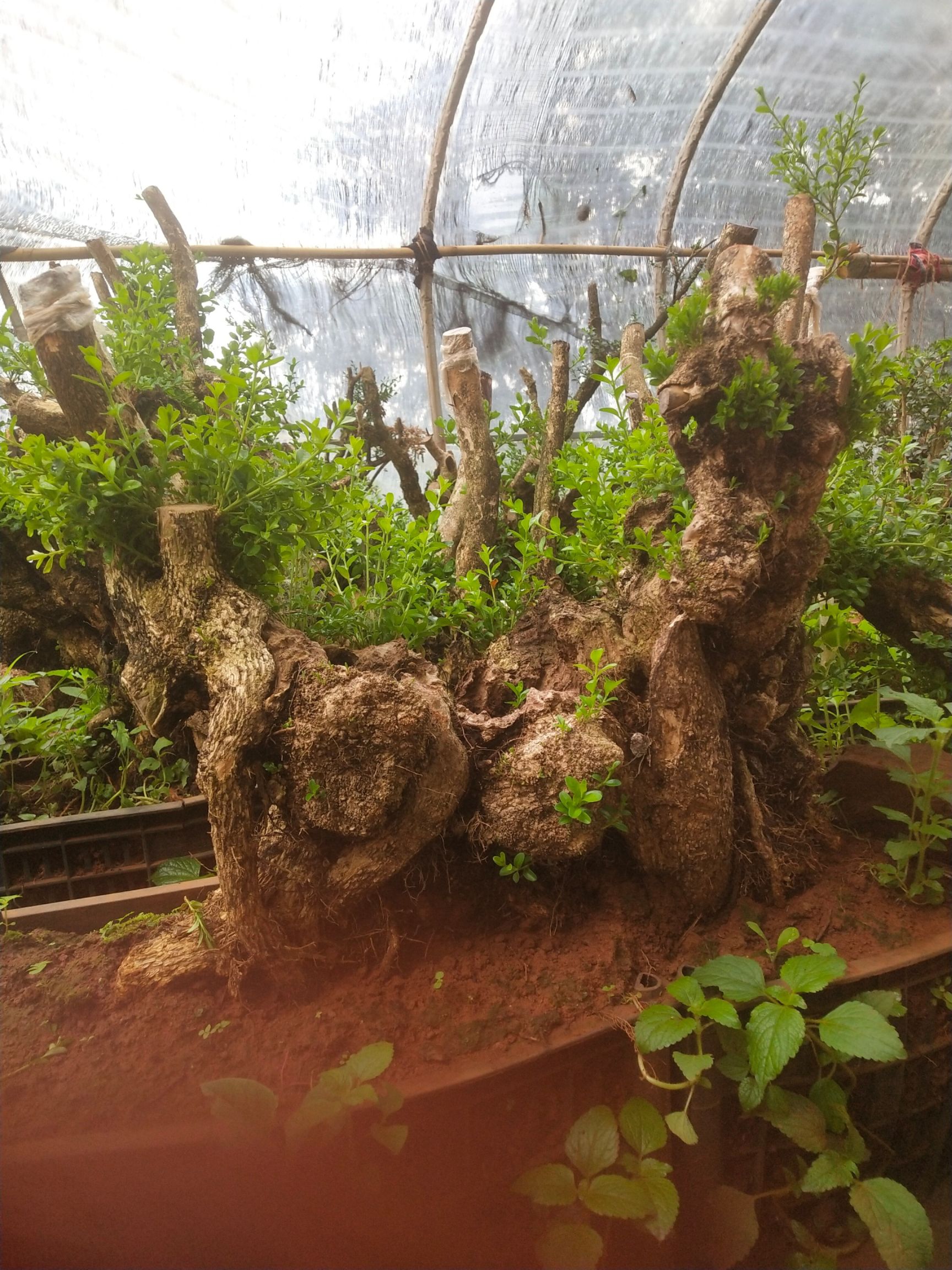 果树盆景 珍珠黄杨盆景素材