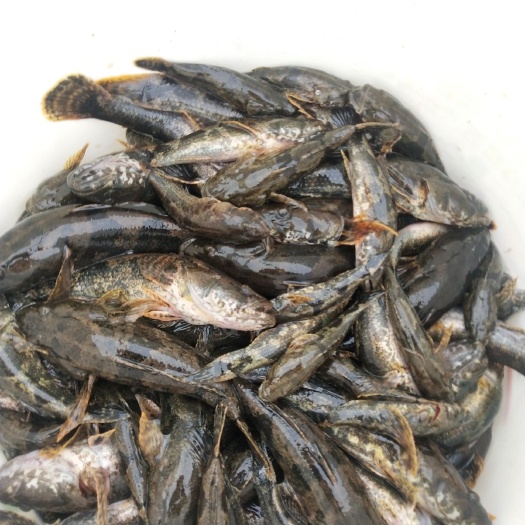 沙塘鳢 老头鱼大量供应