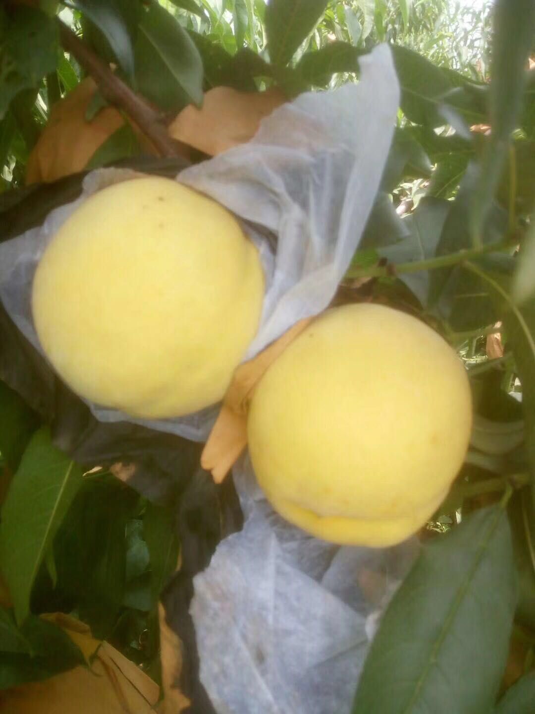 锦绣黄桃苗 八月份上市 免费提供技术指导