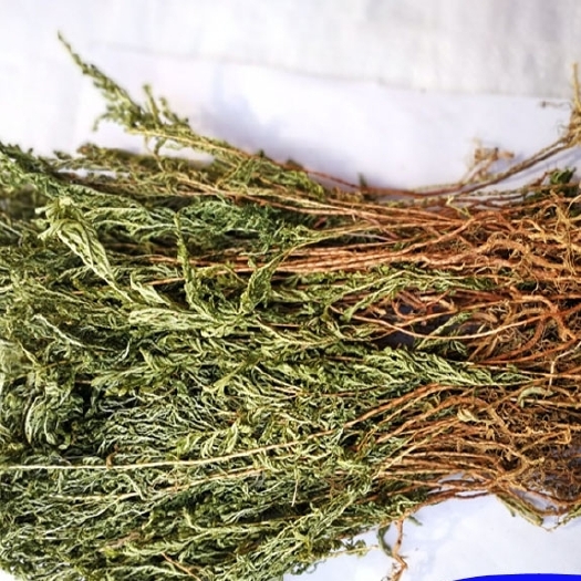 惠水县石上柏中药材