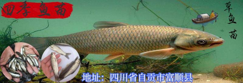 富顺县草鱼苗，鱼场值销，抗病毒生长速度快，规格齐全，成治率高