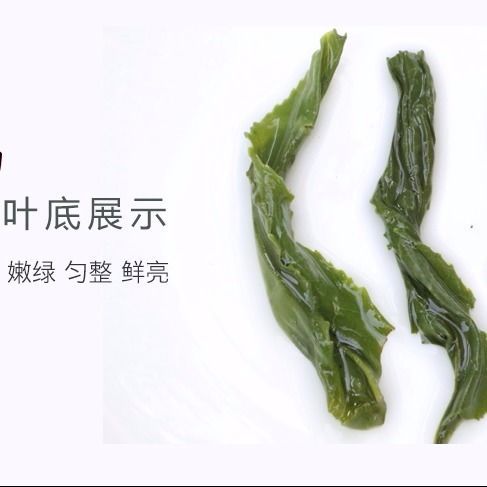  两罐共1斤六安瓜片绿茶2020新茶礼盒特级安徽散装茶500g