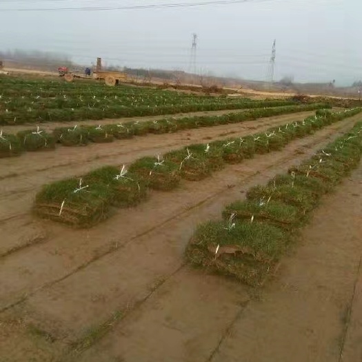 滁州马尼拉草皮