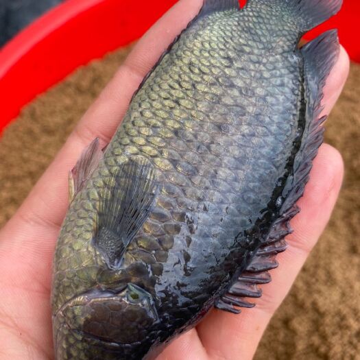 遂溪县攀鲈鱼 0.5公斤以下